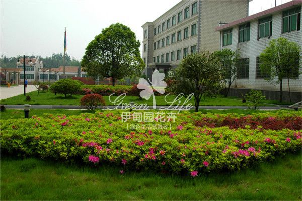 學校周圍綠化養(yǎng)護