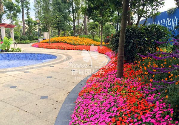 售樓部花草綠植租擺養(yǎng)護