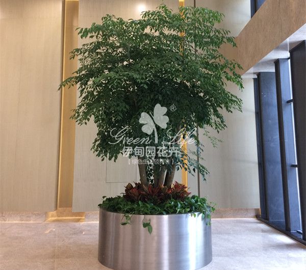 大廳綠植盆景租擺