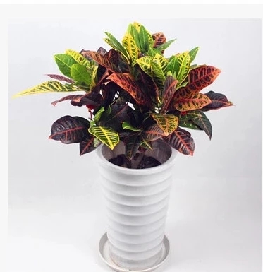 【綠植物租賃】橡皮樹