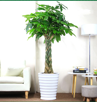 【綠植物租擺】辮子發(fā)財樹