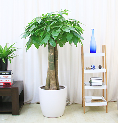 【綠植物租擺】三桿發財樹