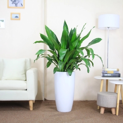 【綠植物租賃】也門鐵