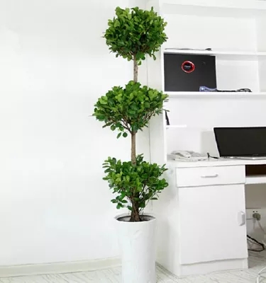 【綠植物租賃】金錢榕