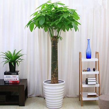 單干發(fā)財樹