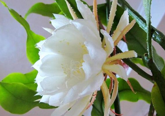 點(diǎn)擊打開(kāi)原圖