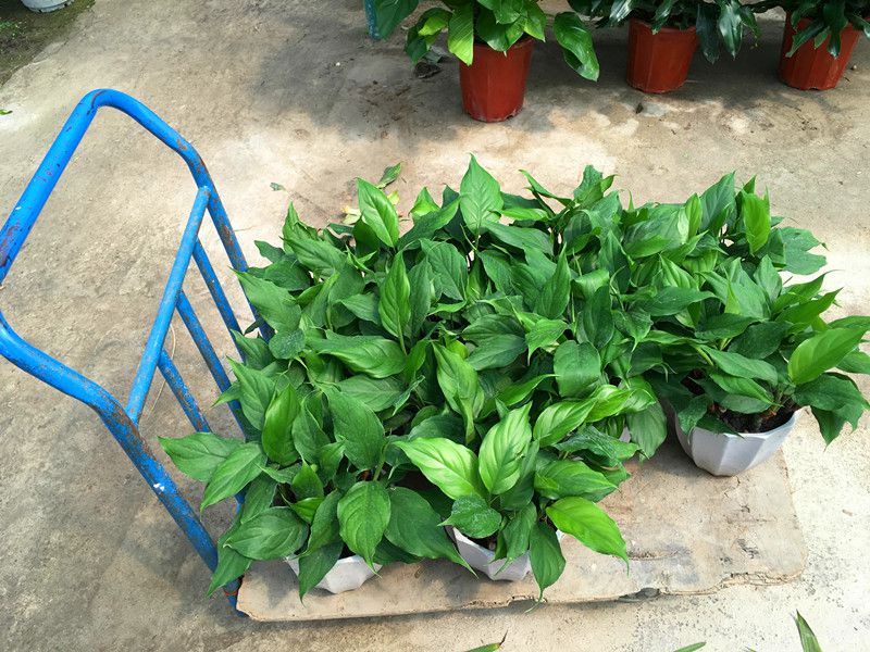 1473414271673181.jpg IMG_1617_副本.jpg