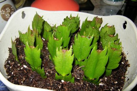 蟹爪蘭上盆方法