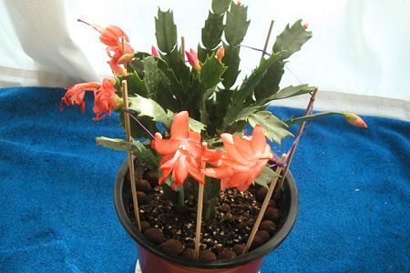 蟹爪蘭溫度要求