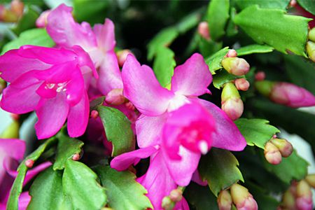 蟹爪蘭施肥方法