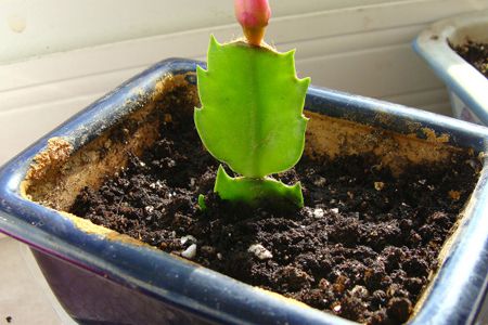 蟹爪蘭澆水方法