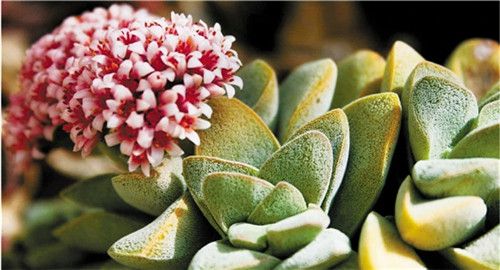 憨態可掬的多肉植物