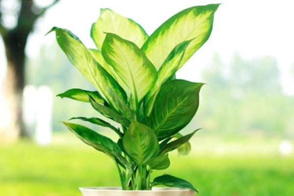 銀皇后的養(yǎng)殖方法和注意事項(xiàng)