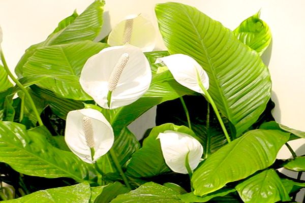 觀葉植物的室內擺放考究